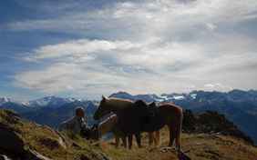 Die Pferde kommen mit!